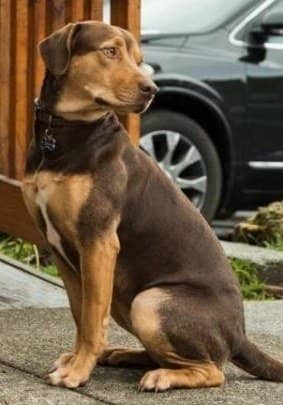狗狗谢尔比